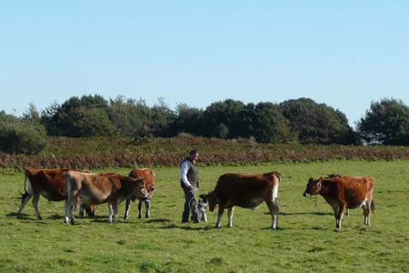 Brown cows in green fields